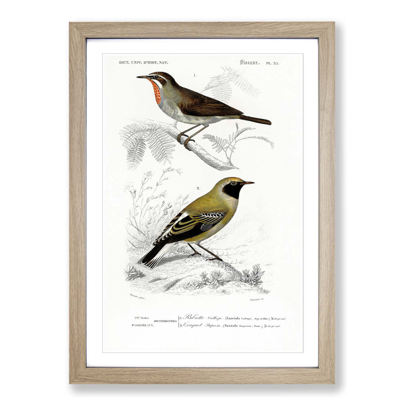 Bird Illustrations PL. 55 by Charles D' Orbigny - Single Picture Frame Painting, Oak Framed, 33cm H x 24cm W x 2cm D
