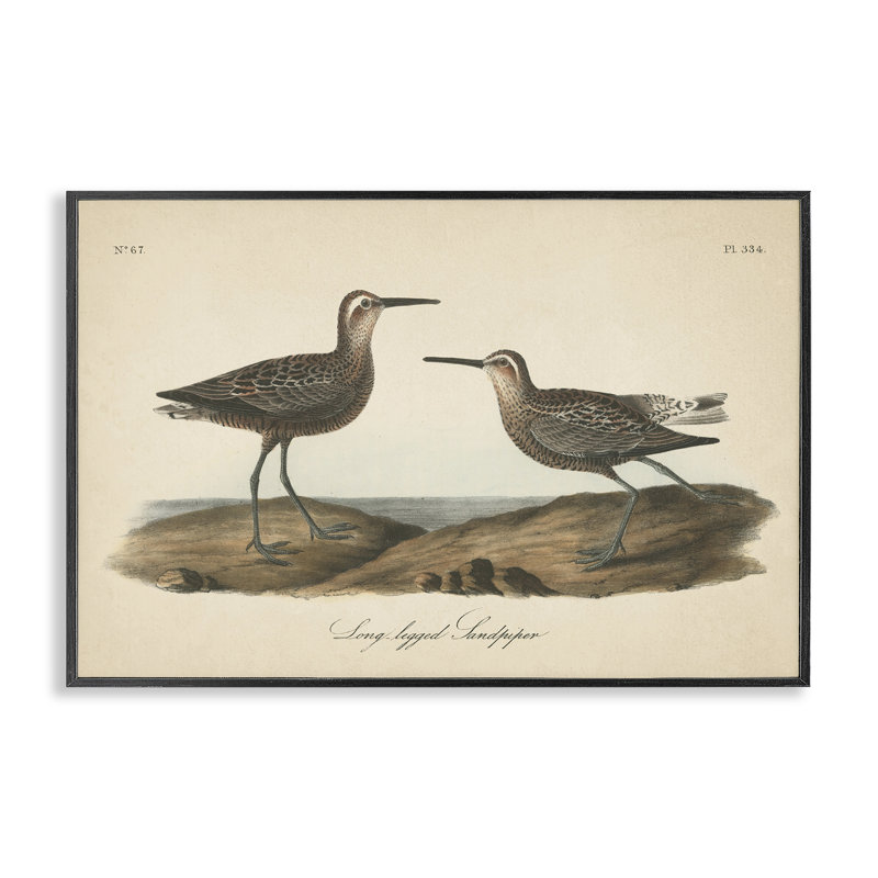 Long Legged Sandpiper Grey Framed Giclee Art by Wild Apple Portfolio, Black, 12" H x 18" W