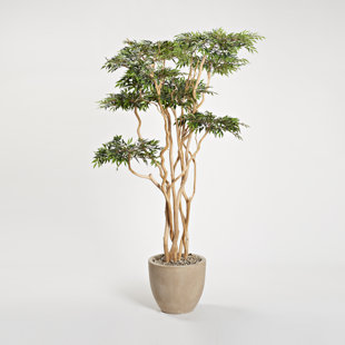7' Sandblasted Ruscus in Grove Planter