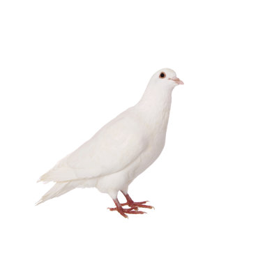 White Dove by Frankhuang