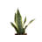 Live Low Light Houseplant Set of 3-70535089