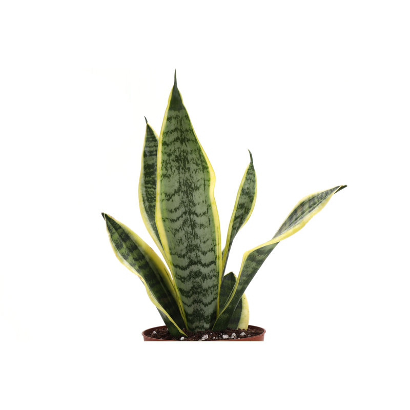 Gold Indoor Low Light Houseplant Set with Plastic Pots