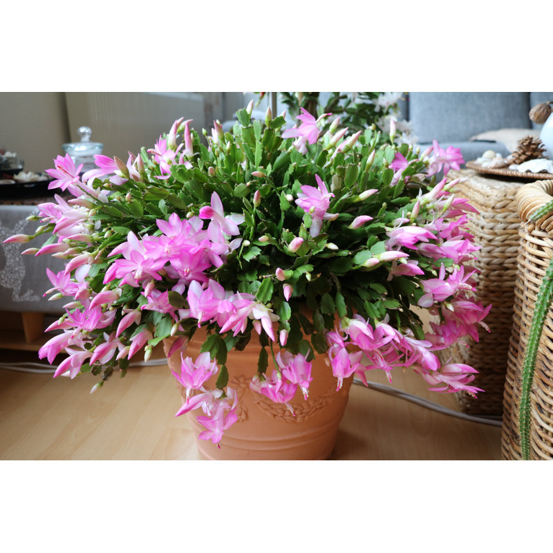 «Schlumbergera Troncata», photographie sur toile tendue, H 8 po x l 12 po