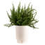 Fern Plant in Basket