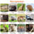 Humane Animal Trap Cage