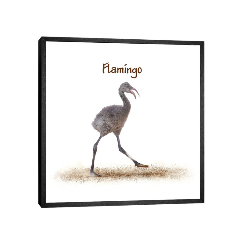 Baby Flamingo Walking by Susan Schmitz - Print on Canvas, 66.04 cm H x 66.04 cm W, Black Framed