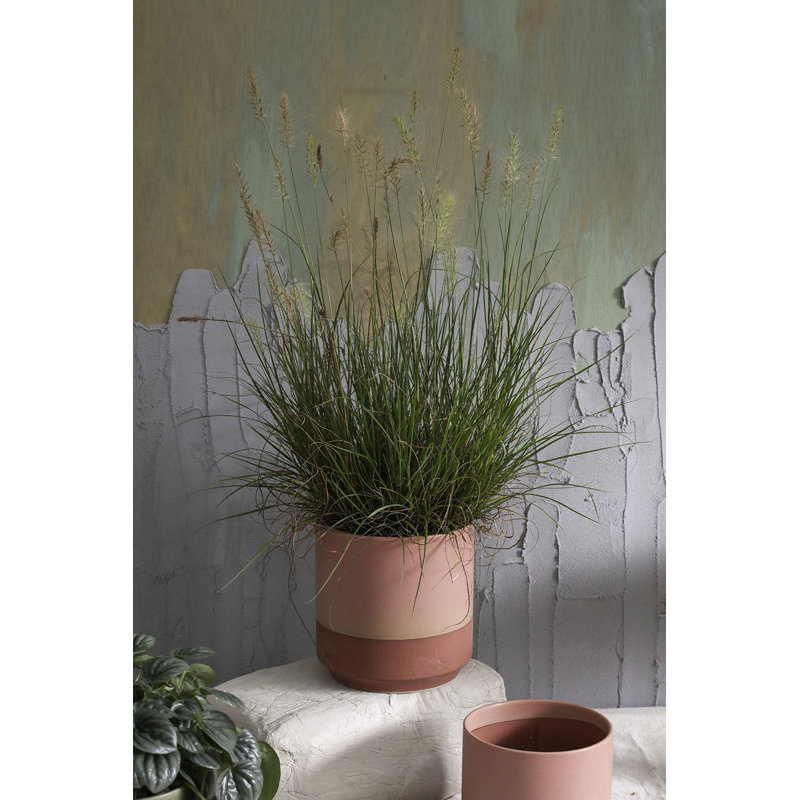 Pot à fleurs en céramique Hardyal Gavin, H 6,5 po x l 6,5 po x P 6,5 po