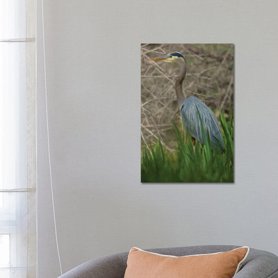 Blue Heron On The Hunt by Louis Ruth - Wrapped Canvas Print