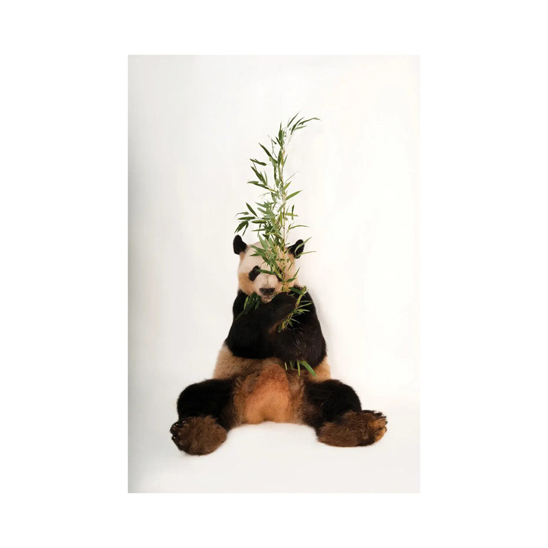 A Giant Panda At Zoo Atlanta I by Joel Sartore - Gallery-Wrapped Canvas Giclée on Canvas, 66.04 cm H x 45.72 cm W x 1.91 cm D
