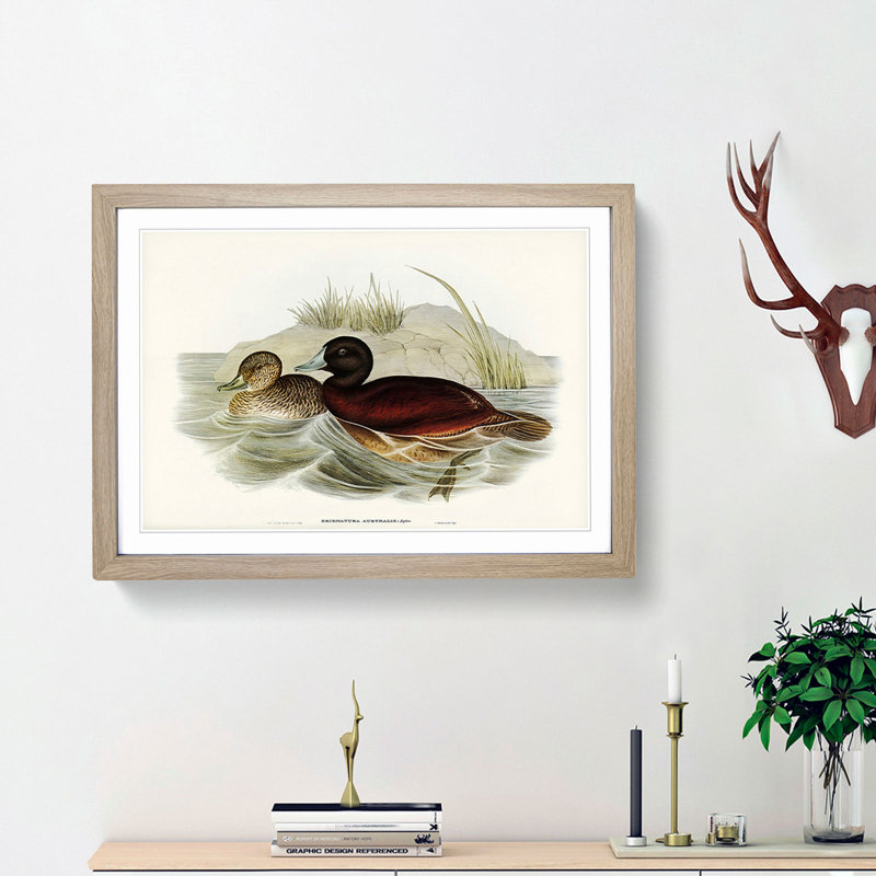 Blue Billed Duck by Elizabeth Gould - Picture Frame Painting Print, 48cm H x 65cm W x 2cm D, Oak Framed