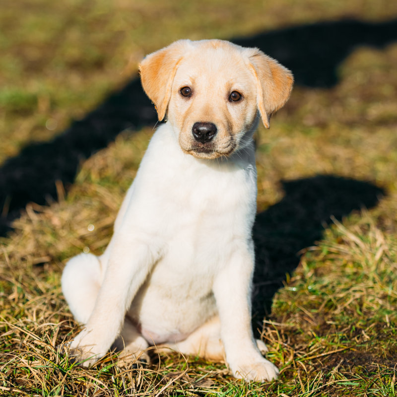 Magnifique chien blanc - photographie sur toile tendue, L 12 po x H 12 po
