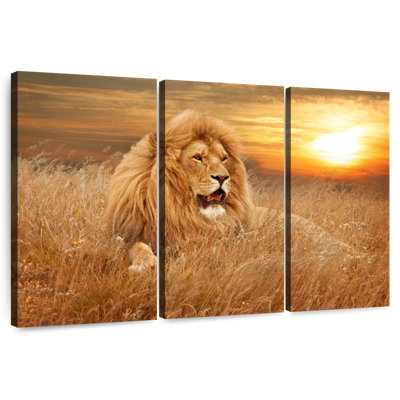 Coucher de soleil lion