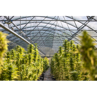 Flowering Cannabis Plants by Kmatija