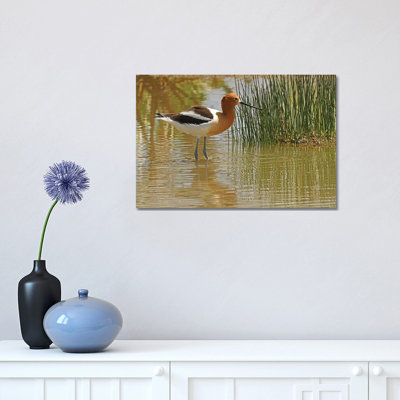 American Avocet 1 Piece Wrapped Canvas Wall Art