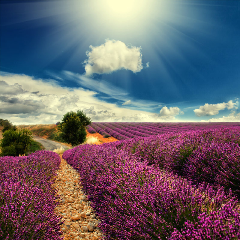 Lavender Field - Wrapped Canvas Print, 30cm H x 30cm W x 3.8cm D