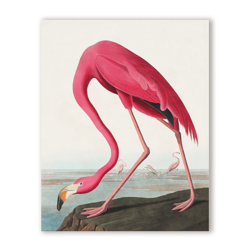 Coastal Retreat Pink Flamingo II From Birds Of America (1827), 48" H x 36" W x 1.5" D, Wrapped Canvas, Does Not Apply