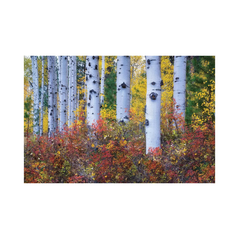 Aspen Colour by Dennis Frates - Print on Canvas, 66.04cm H x 101.6cm W x 3.81cm D, Wrapped Canvas