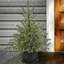 4' Blue PE Spruce Christmas Tree with 780 Lights
