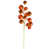 Burnish Orange