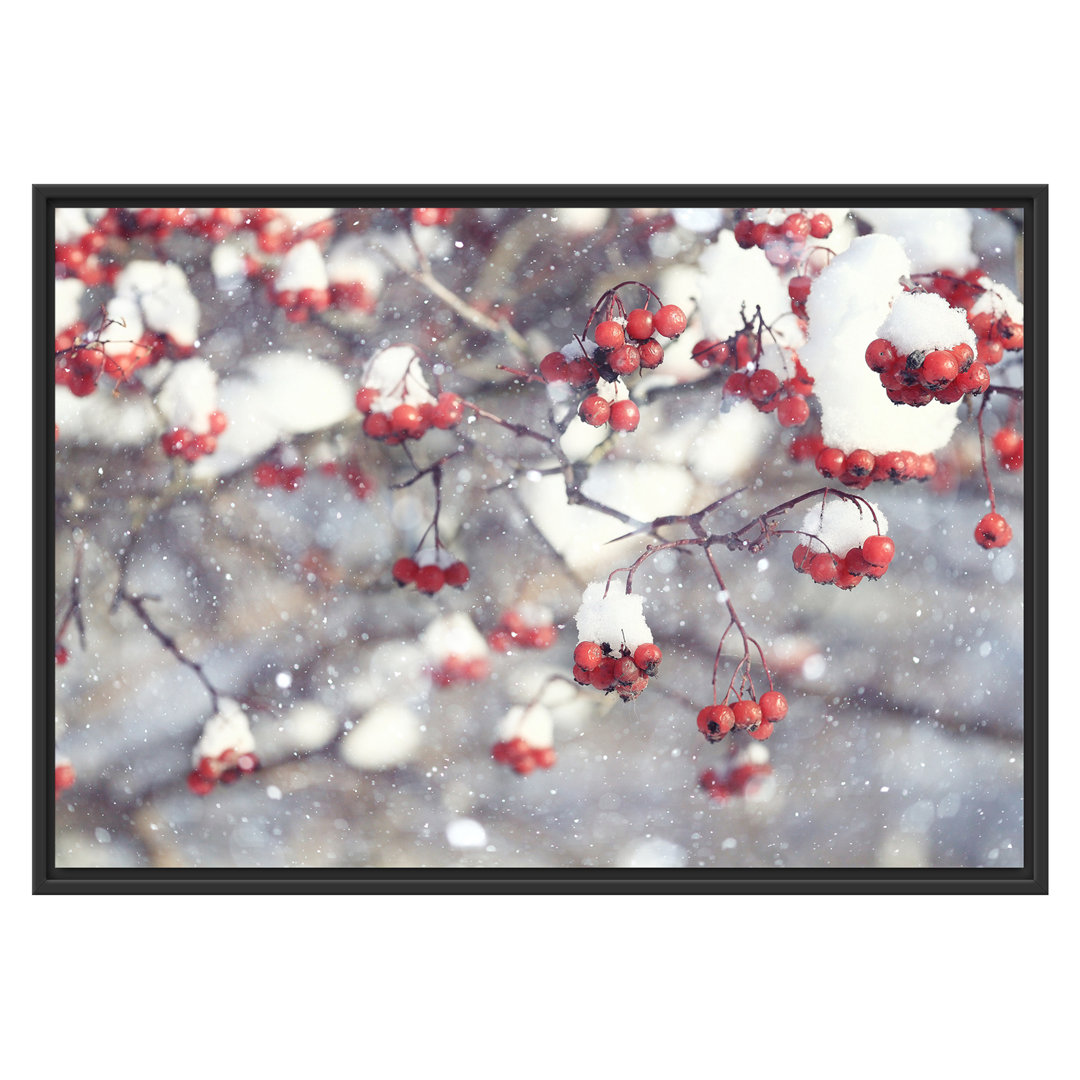 Gerahmtes Wandbild Vogelbeeren mit Schnee bedeckt