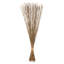 Faux Marsh Reed Plant Preserved
