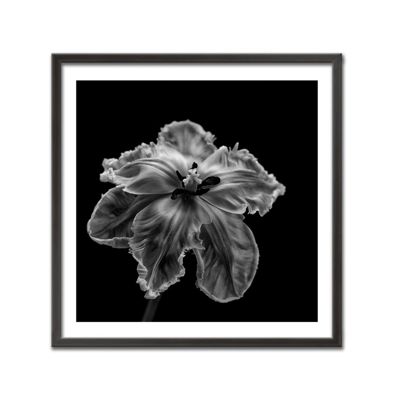 Nature Inspired Parrot Tulip by  - Picture Frame Photograph on Paper, 16" H x 16" W