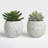Beeck 4.5'' Faux Succulent in Pot