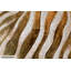 Golden Zebra Hand Painted Acrylic Painting