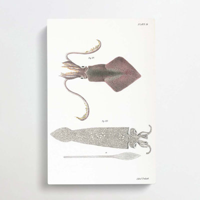 Illustrations of Squid by J.E. De Kay - Wrapped Canvas