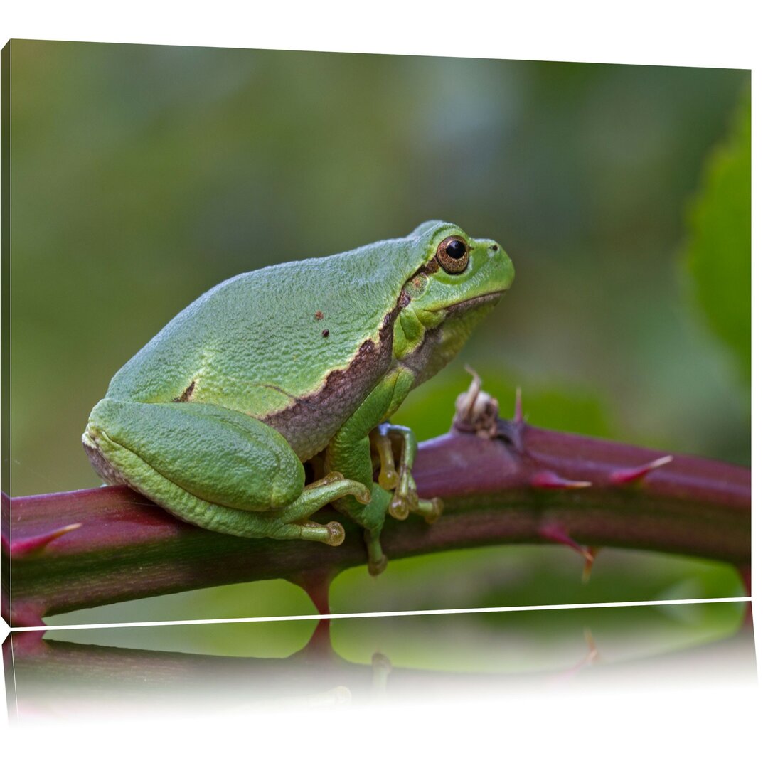 Fotodruck Winziger Frosch auf einem Dornenzweig