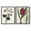 AntiqueFloralFolioIX - reproduction encadrée de qualité supérieure - prête à être accrochée - aucun clou requis - aucun clou requis-1289092258-1289092259