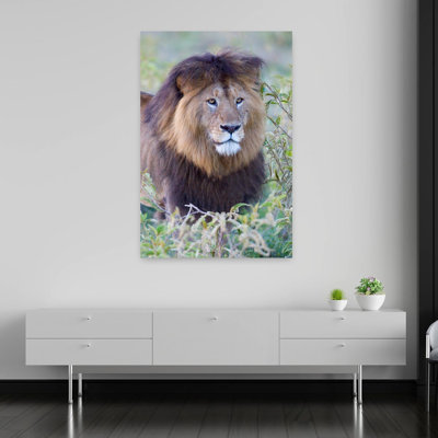 Gros plan sur un lion à crinière noire, cratère du Nhorongoro, zone de conservation de Nhorongoro, Tanzanie, art contemporain