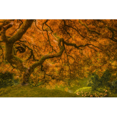 Radiant Maple I by Don Schwartz - Photograph