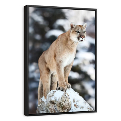 Winter Forest Cougar