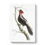 White Billed Woodpecker by George Shaw - Wrapped Canvas-55300804