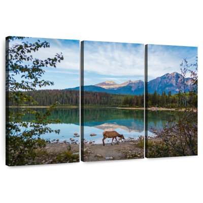 Orignal sauvage du parc Alvord Jasper