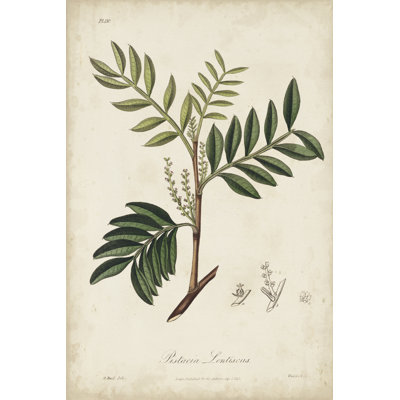 Medicinal Botany II by Churchill - Painting
