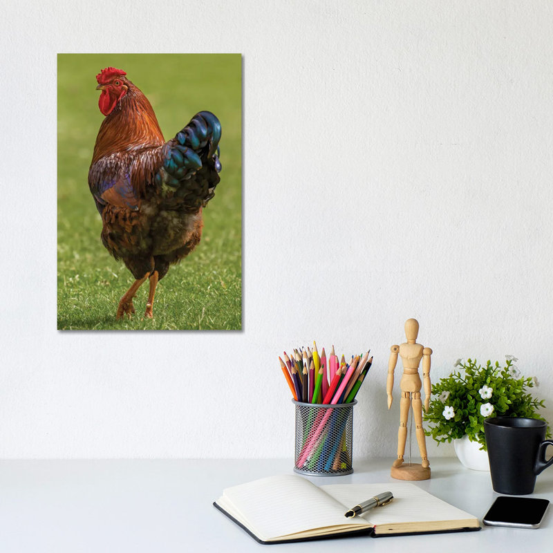 Check Out My Legs Rooster by Louis Ruth - Wrapped Canvas Print, 20.32 cm H x 30.48 cm W