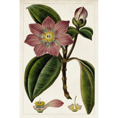 Mauve Botanicals VI