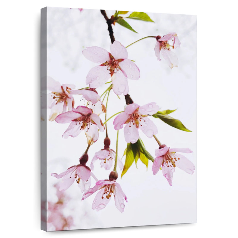 Cerisier japonais Harnek Dewy, H 24 po x l 16 po