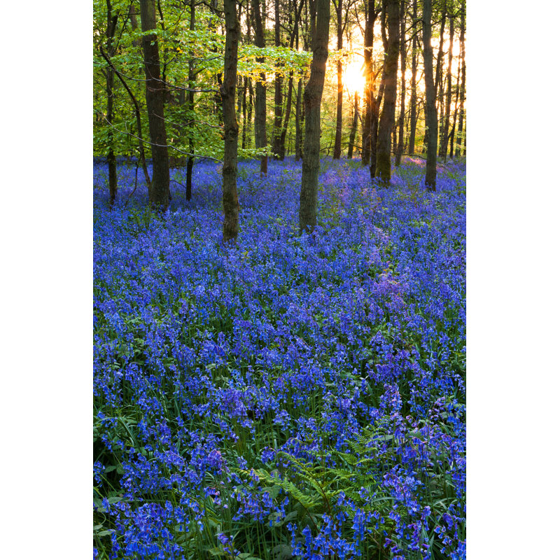 Sunset In A Bluebell Wood - Wrapped Canvas Print, 122cm H x 81cm W