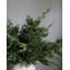 Faux Cedar Branch