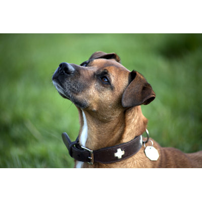«Beautiful Dog Portrait» par Anjajuli - Photographie sur toile tendue