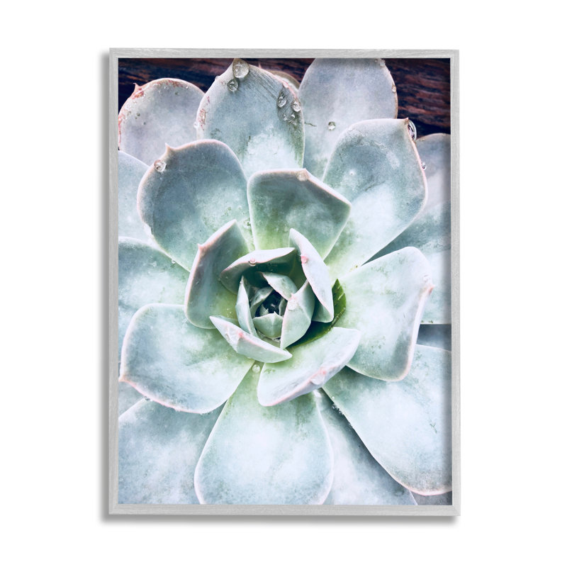 «Succulent Leaves Water Droplets» encadré sur bois par Irena Orlov, photographie, H 30 po x l 24 po x P 1,5 po