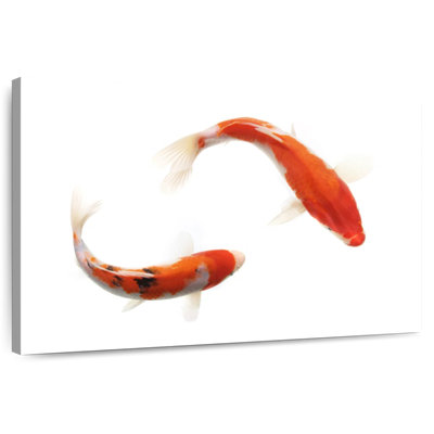 Couple de koi