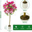 Plant-129632401