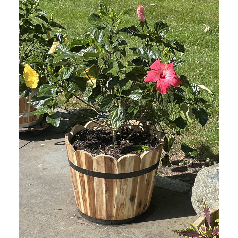 Pot à fleurs en baril Padminie, H 12,50 po x l 15,5 po x P 15,5 po, Brun