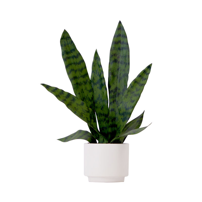 Plante de 16 po