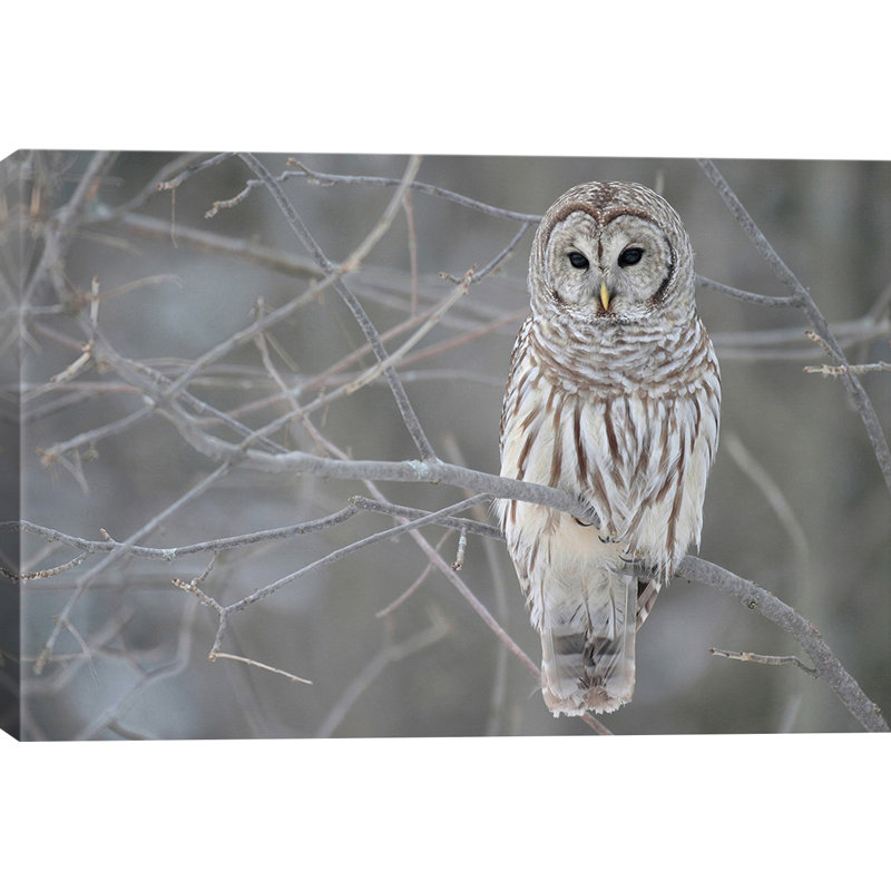 Photographie « Barred Owl on Branches », Toile, H 18 po x l 26 po x P 1,5 po