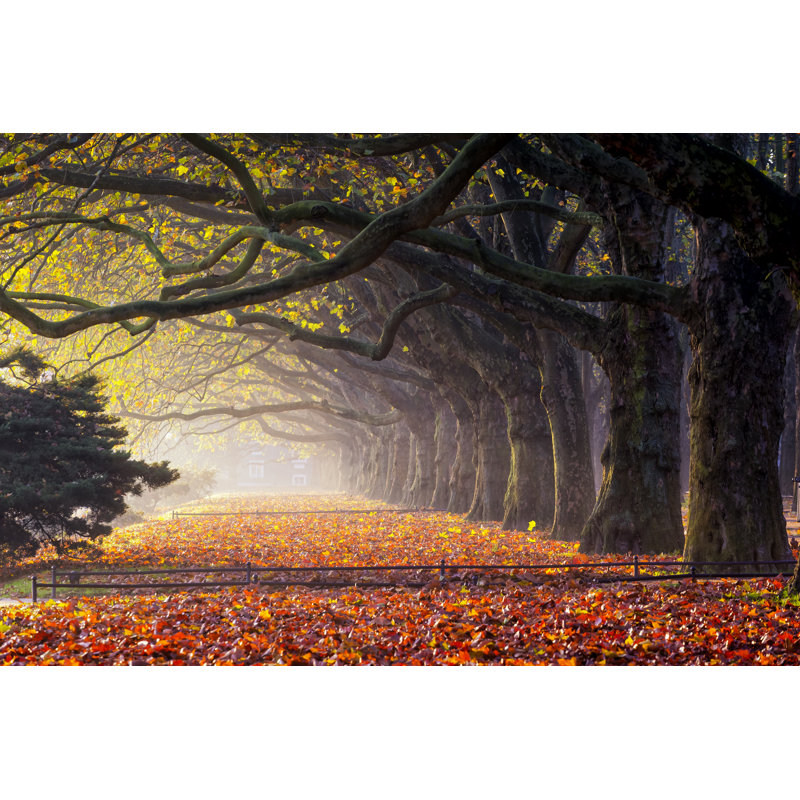 Autumn Morning - Wrapped Canvas Print, 61cm H x 91cm W